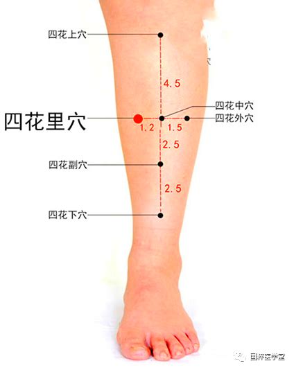 四花上穴|醫砭 » 經穴庫 » 四花